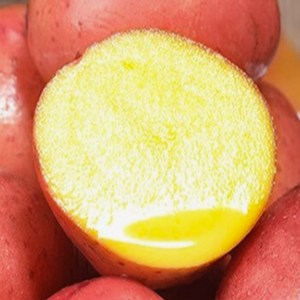[2주한정판매] 산지직송 꿀bix 달달포슬 홍감자, 1개, 1.5kg (특)