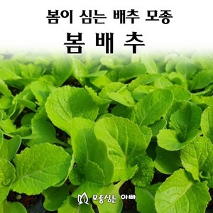 [모종심는아빠] 봄에 심는 배추 모종 봄배추, 모종14주, 1개