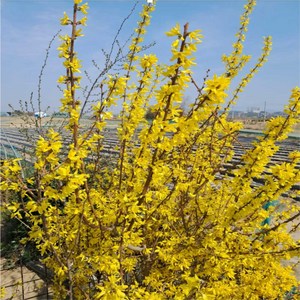 틔움해찬 개나리 묘목 뿌리묘 20주 SET 나무, 개나리묘목 20주 SET, 1개