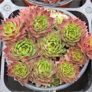 용설 능유 바위솔 Sempervivum 분경 석부작 정원식물 월동하는 다육식물 용설tv 유튜브 추천 상품, 1개