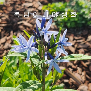 정향풀 [3포트 복남이네야생화 모종 암소니아 amsonia], 3개