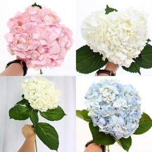 플라로마 수국 생화 3송이~4송이 컬러랜덤 당일발송 생일선물 인테리어꽃 전국꽃배달, 3송이1박스