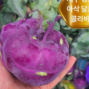 <가람> 제주 특품 아삭달콤한 제철 콜라비, 1개, 4kg