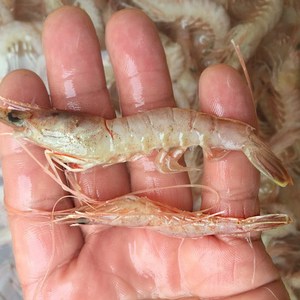 [싱싱해몰] 김장용생새우 홍새우1kg 국산 급냉상품 독새우, 1개