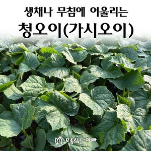 [모종심는아빠] 생채나 무침에 어울리는 청오이 모종, 모종5개, 1개