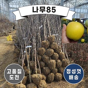 (나무85) 사과 시나노골드 결실주 분, 1개