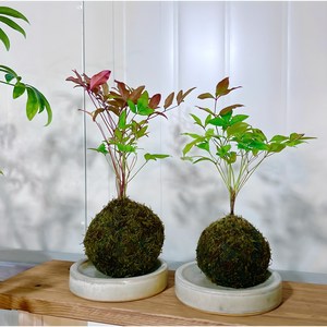 [탄소중립 체험키트] 살아숨쉬는 이끼볼 친환경 체험활동 코케다마 만들기 지구지킴이, 1개