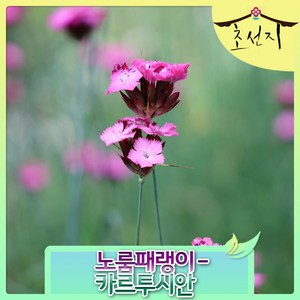 [초선지] 패랭이 카르투시안 Carthusian Pink 야생화 정원, 카르투시안핑크, 1개