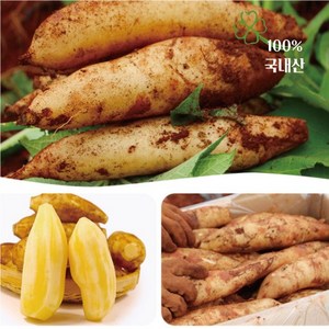 청원농산 햇야콘 5kg 10kg, 중 (생식 &즙용)랜덤 10kg, 1개