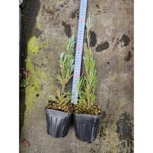 에메랄드그린 블루엔젤 테티 포트묘, 1개