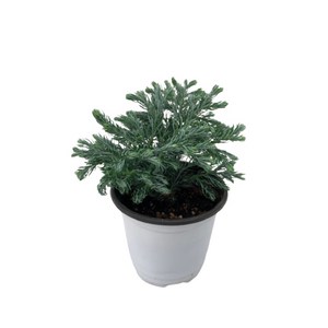 대성식물 실내 공기정화식물, 1개, 블루버드(10cm)