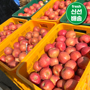 [파격특가] 산지직송 경북 정품 부사 사과 (개별망), 1개, 3kg(꼬마과-소과)