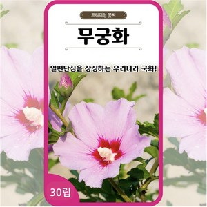 무궁화 씨앗 30립 꽃씨 몰 다년생 샤론의 장미 Rose of Sharon seed, 1개