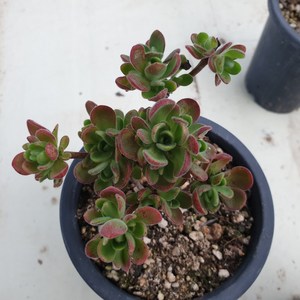 [수암다육] 아도데스 랜덤발송 Aeonium saundersii (Adodes) 다육 다육이 다육식물, 1개