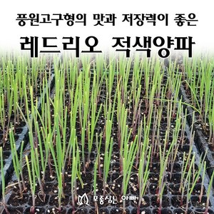 [모종심는아빠] 풍원고구형의 맛과 저장력이 좋은 레드리오 적색양파 모종, 100개