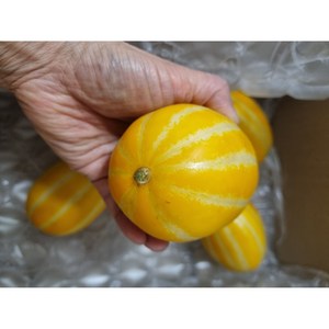 땅아래농산 [당일수확 농장직송] 성주 꿀 참외 3Kg 가정용 선물용, 1박스, 꼬마과 5kg