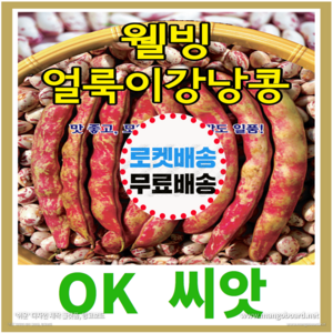 [OK씨앗] [웰빙얼룩이강낭콩] 강낭콩씨앗 종자(오케이씨앗), 1개