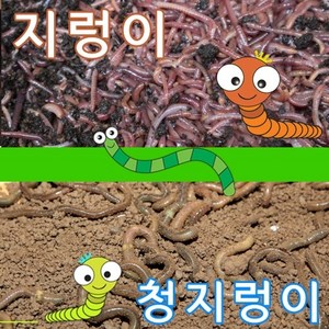 어벙이낚시 일반지렁이 청지렁이(16시전 당일발송), 청지렁이, 1개