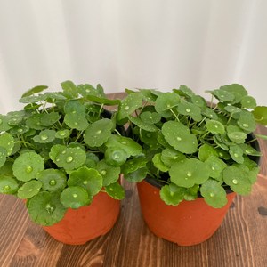 워터코인 1+1 온정원 공기정화식물, 2개