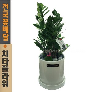 치타플라워 승진축하화분 금전수 탁상용 [DO04-w] 영전 승진 이사 개업 사무실 실내 공기정화 식물 관엽 축하화분, 1개