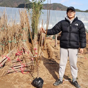 왕매실나무 묘목 홍매실 접목4년생 결실주 원예 과실수, 1개