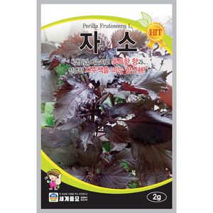 [모종심는아빠] 깻잎과 비슷하고 독특한 향과 자주색의 향신채 자소 종자 2g, 1개