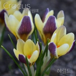 크로커스 샤프란(Crocus saffron) 추식 구근 헤럴드(1set-5구), 1세트