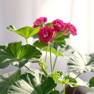플럼램블러 제라늄, 플럼램블러(소), 1개
