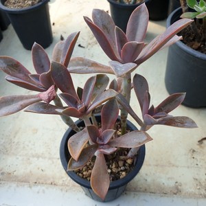 [수암다육] 흑괴리 Graptoveria 'Fred Ives' 랜덤발송 다육 다육이 다육식물 수암다육 Succulent 반려식물 국민다육 애완식물 선인장 미니선인장, 1개