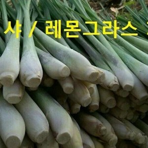 태국향신식품 태국 레몬그라스 다까이 샤 태국샤 500g Lemongass woldfood, 레몬그라스(Lemongass)200g, 1개, 200g, 1개입