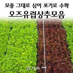 [모종심는아빠] 모종 그대로 심어 포기로 수확하는 유럽형 상추 모종 시리즈, 03.오즈크리스피, 3개