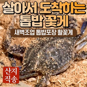 24년 가을 숫꽃게 암꽃게 활 생물 톱밥 꽃게, 1박스, 3kg