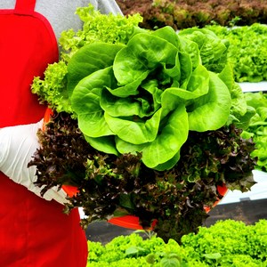 [팜플로우] 모듬쌈채소 유럽상추 5-8종 1kg 유러피안 샐러드채소 상추 유럽샐러드채소 버터헤드 로메인 쌈채소, 1박스