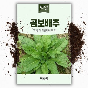 씨앗팜 곰보배추씨앗 (1000립) 종자, 1개