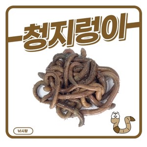 청지렁이 일반지렁이 낚시미끼용 학습용지렁이 실습용, 1개