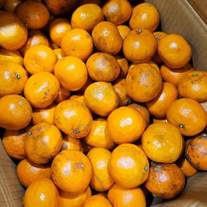 청정 제주 카라향 초특가, 못난이 카라향 4.5kg, 1개
