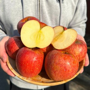 (옥산골사과) 고당도 의성 꿀 부사 사과 꿀사과 5kg 10kg 선물용 중소과, 1박스, 5kg(22과내외)