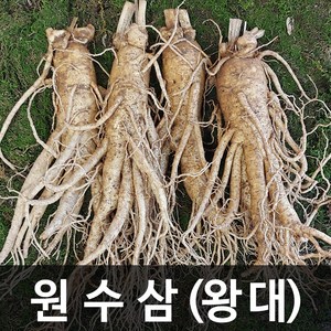 청명네이처 금산인삼 수삼 (원수삼) 왕대 (375g) (2~3뿌리), 1개, 375g