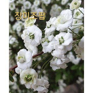 [지인야생화] 장미조팝(소품), 1개