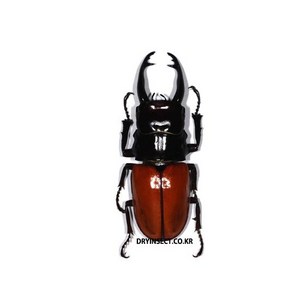 (Odontolabis saahssinoum) 사라시노룸멋쟁이사슴벌레 [L-8-105] 곤충표본, 30~34mm, 1개