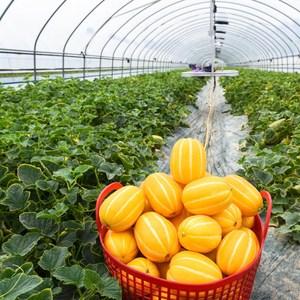 성주 고당도 꿀 참외 가정용 특품 정품 1kg 3kg 5kg, 1박스, 정품 5kg