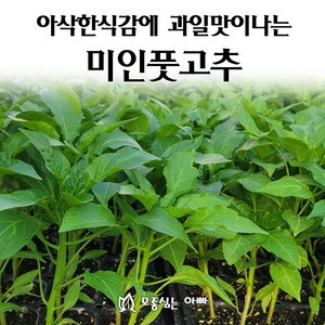 [모종심는아빠] 아삭한식감과 과일맛나는 미인풋고추 모종, 모종3개