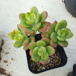 [수암다육] 페리도트 랜덤발송 Echeveria 'Peridot' 다육 다육이 다육식물 619, 1개