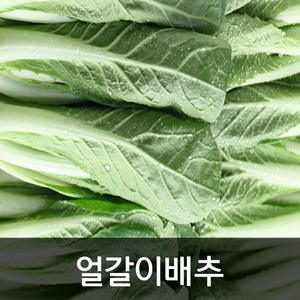 약수농장 얼갈이배추 4kg, 1박스