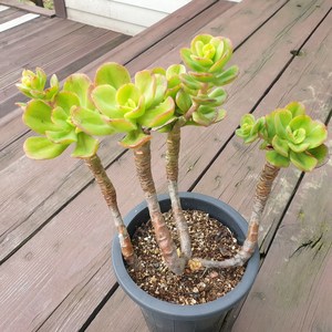 [수암다육] 홍매화 랜덤발송 Echeveria multicaulis 'Ginmei Tennyo' 랜덤발송 다육 다육이 다육식물 117, 1개