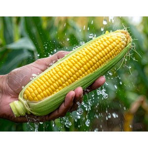 초당옥수수(생과) 삶아 찰진 홍찰옥수수, 5개, 찐옥수수(17cm)