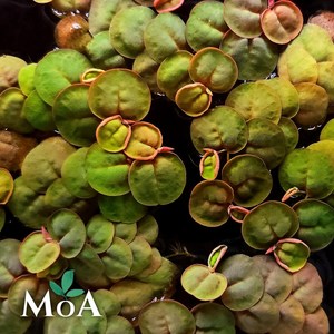 [모던아쿠아] 필란터스 플루이탄스 부상 수초 / 치어 수초 / 새우 수초 / 수질정화식물, 12뿌리