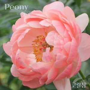 작약(Peony) 숙근 입고 코랄참(2~3촉) 금강원예, 1개