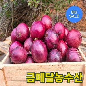 금메달농수산 산지직송 프리미엄 무안 자색 햇양파, 1개, 5kg (중대)