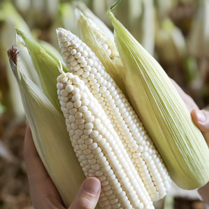 [Non-GMO] 강원도 햇 찰옥수수 삶은 냉동 찐옥수수, 6개